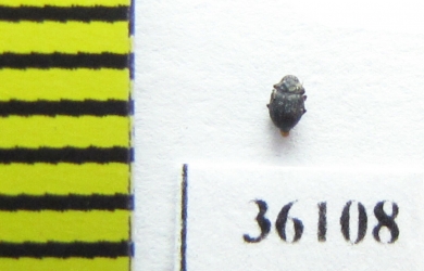 Elmidae sp.  Thailand - INSECTS-STORE.RU