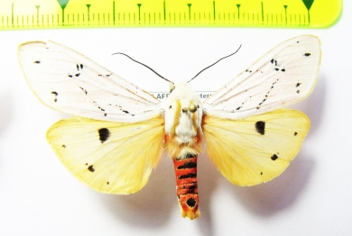 Erebidae sp.  South Africa Rep. - INSECTS-STORE.RU