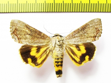 Noctuidae sp.  Honduras - INSECTS-STORE.RU