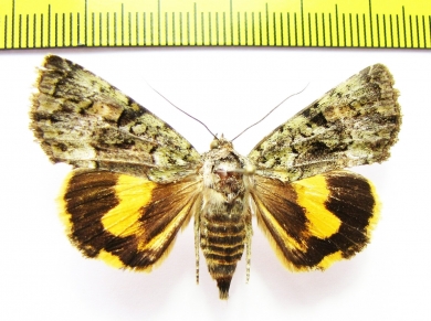 Olivenebula oberthueri  Russia, Far East - INSECTS-STORE.RU