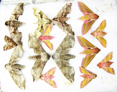 Lepidoptera sp.  Russia, Tver reg. - INSECTS-STORE.RU