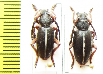 Dorcadion lineatocolle, pair  Greece - INSECTS-STORE.RU