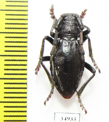 Eodorcadion ptyalopleurum  Russia, Tuva reg. - INSECTS-STORE.RU