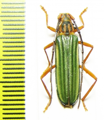 Chlorida sp.  Peru - INSECTS-STORE.RU