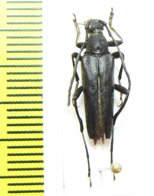 Leptura aethiops  Korea - INSECTS-STORE.RU