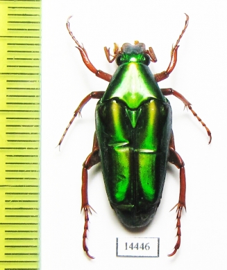 Chalcothea sp.  Indonesia, Kalimantan - INSECTS-STORE.RU