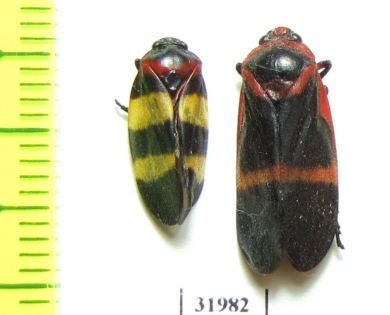 Homoptera sp.  Panama - INSECTS-STORE.RU