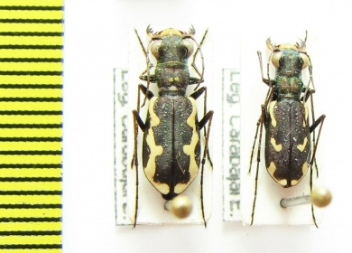 Cylindera paludosa  Spain - INSECTS-STORE.RU