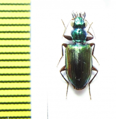 Catascopus sp.  Indonesia, Papua - INSECTS-STORE.RU