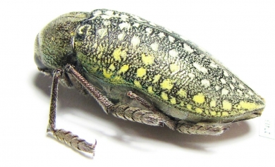 Julodis variolaris brendelli  Iran, Sistan prov. - INSECTS-STORE.RU