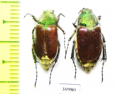 Eulasia papaveris, pair  Turkey - INSECTS-STORE.RU