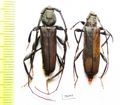 Xystrocera sp., pair  South Africa Rep. - INSECTS-STORE.RU