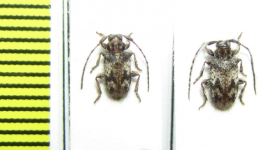 Exocentrus longipilis  Kenya - INSECTS-STORE.RU