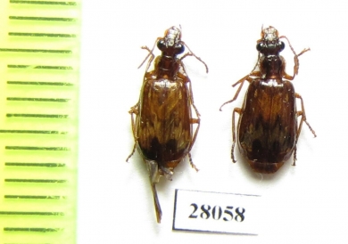 Carabidae sp.  China, Sichuan prov. - INSECTS-STORE.RU