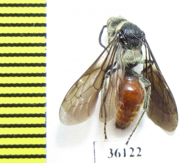 Mutillidae sp.  Thailand - INSECTS-STORE.RU