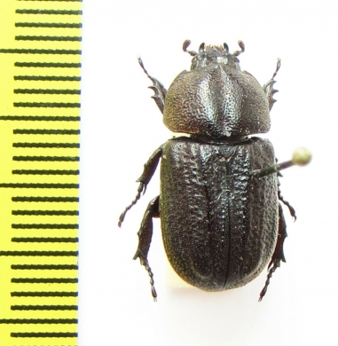 Dynastinae sp.  Peru - INSECTS-STORE.RU