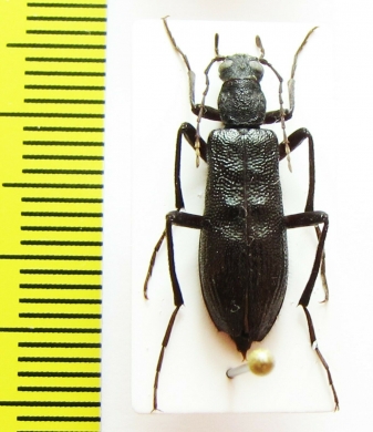 Stenotrachelidae sp.? China, Shaanxi prov. - INSECTS-STORE.RU