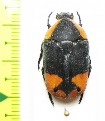 Pachnoda postica  Togo - INSECTS-STORE.RU