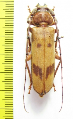 Oplatocera grandis  Vietnam - INSECTS-STORE.RU