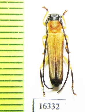 Nupserha sp.  Laos - INSECTS-STORE.RU