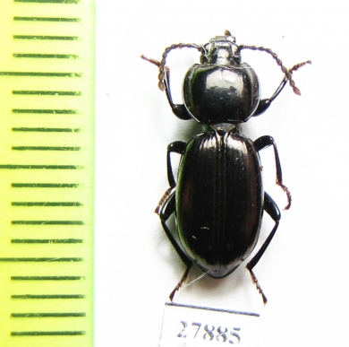 Tenebrionidae sp.  Australia - INSECTS-STORE.RU