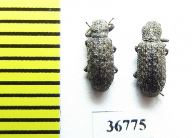 Tenebrionidae sp.  Malaysia, Borneo - INSECTS-STORE.RU