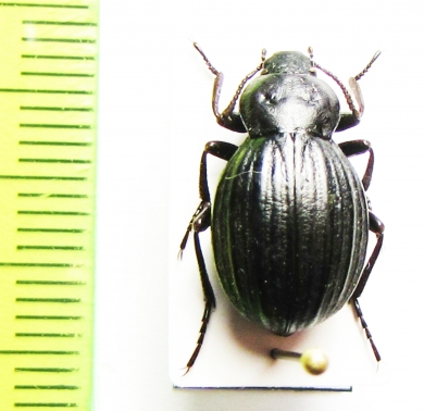 Cryptobrachys crassecostata, female  Malaysia, Borneo - INSECTS-STORE.RU