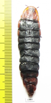 Lycidae sp.  Thailand - INSECTS-STORE.RU