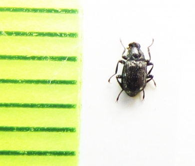 Elmis aenea  Latvia - INSECTS-STORE.RU