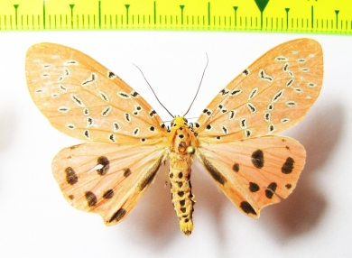 Erebidae sp.  Laos - INSECTS-STORE.RU