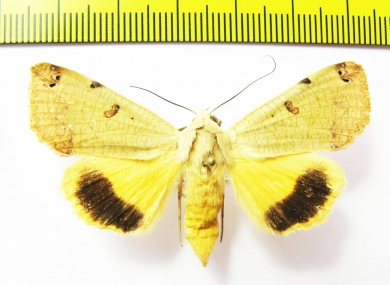 Ophiusa tirhaca  Greece - INSECTS-STORE.RU