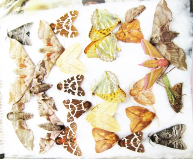 Lepidoptera sp.  Russia, Tver reg. - INSECTS-STORE.RU