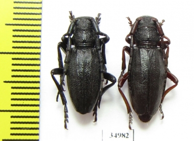 Eodorcadion tuvense, pair  Russia, Tuva reg. - INSECTS-STORE.RU