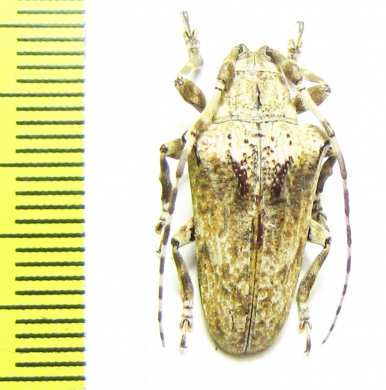 Cerambycidae sp.  Brasilia - INSECTS-STORE.RU