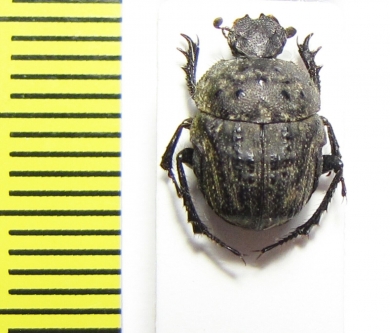 Gymnopleurus sp.  South Africa Rep. - INSECTS-STORE.RU