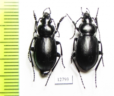 Carabus (Cryptocarabus) sacarum, pair  Kazakhstan - INSECTS-STORE.RU