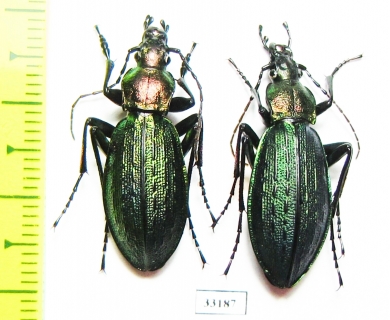 Carabus (Megodontus) kolbei kolbei, pair  Japan - INSECTS-STORE.RU