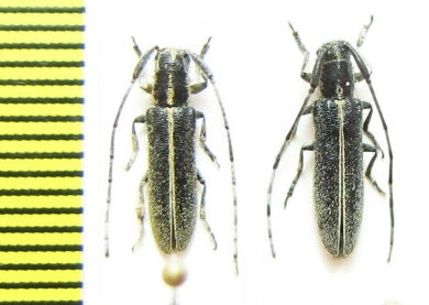 Agapanthia cardui  Italy - INSECTS-STORE.RU