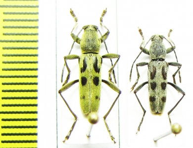 Chlorophorus eckweileri  China, Sichuan prov. - INSECTS-STORE.RU