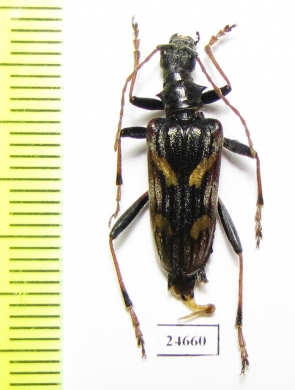 Rhagium bifasciatum  Georgia - INSECTS-STORE.RU