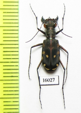 Calomera durvillei  Indonesia, Ceram isl. - INSECTS-STORE.RU