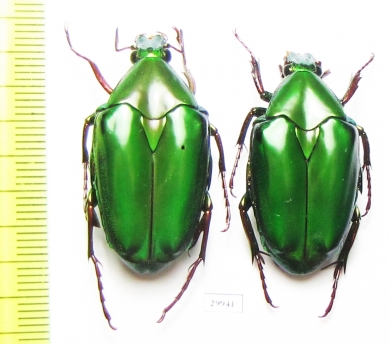 Pseudochalcothea virens, pair  Indonesia, Sumatra - INSECTS-STORE.RU