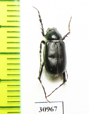 Hemictenius lopatini, male  Tajikistan - INSECTS-STORE.RU