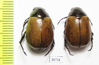 Rutelinae sp.  Panama - INSECTS-STORE.RU