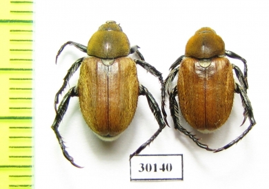 Brancoplia leucaspis  Armenia - INSECTS-STORE.RU