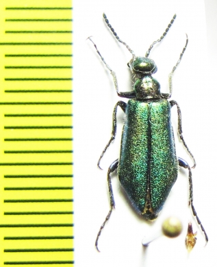 Alosimus sp.  Iran, Mazandaran prov. - INSECTS-STORE.RU