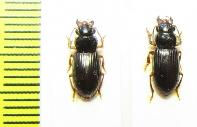 Carabidae sp.  Indonesia, Papua - INSECTS-STORE.RU