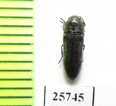 Buprestidae sp.  South Africa Rep. - INSECTS-STORE.RU