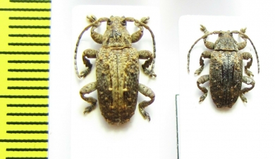 Cerambycidae sp.  South Africa Rep. - INSECTS-STORE.RU