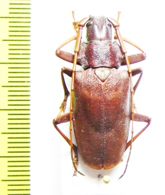 Scatopyrodes sp.  Costa Rica - INSECTS-STORE.RU